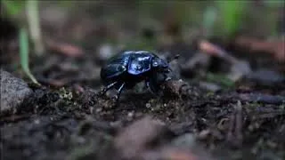 Miniature : Le sol, l'origine d'un aménagement durable