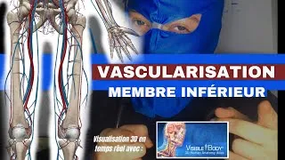 Miniature : VASCULARISATION membre INFÉRIEUR (trajet, muscles, origines, rapports…)