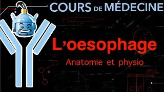 Miniature : L’OESOPHAGE- Anat et physio
