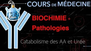 Miniature : Catabolisme AA + Pathologies