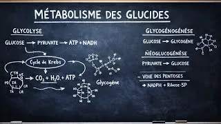 Miniature : Métabolisme des glucides : Glycogénolyse et Glycolyse 