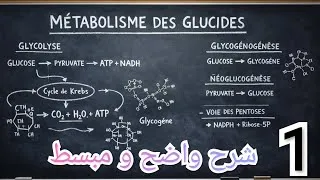 Miniature : Métabolisme des glucides : Glycogène et Glycogénogenèse (Cours clair et résumé)