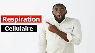Miniature : Respiration cellulaire