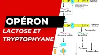 Miniature : Opérons lactose et Tryptophane