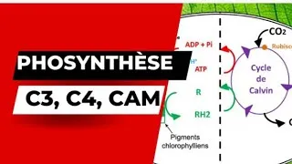 Miniature : Photosynthèse: C3, C4 et CAM