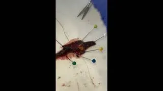 Miniature : Vidéo 2 : Ligature et Isolement Jabot Gésier