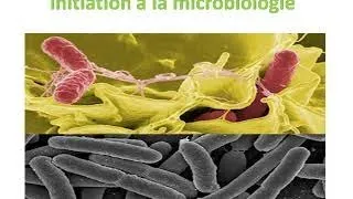 Miniature : Initiation à La Microbiologie