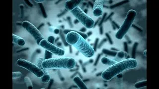 Miniature : Microbiologie-La Cellule Bactérienne (Cours Résume)-Biologie Monde