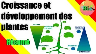 Miniature : phytohormones petit résumé | croissance et développement des plantes