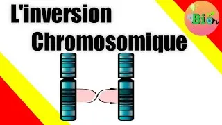 Miniature : Inversion chromosomique Pericentrique et paracentrique