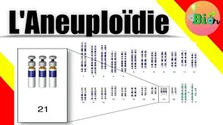 Miniature : l'aneuploidie | génétique svi