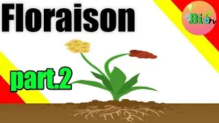 Miniature : Floraison part.2 | Croissance et développement des plantes [fr]