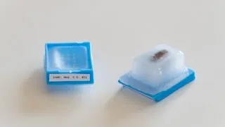 Miniature : Comment préparer un prélèvement de tissu pour pouvoir l’observer au microscope !!! جديد!!!