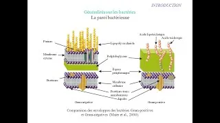Miniature : Séparation des compositions cellulaire!! جديد!!