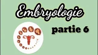 Miniature : Embryologie ( partie 6 ): La spermatogenèse et contrôle hormonal