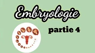Miniature : Embryologie ( partie 4): du sexe génétique au sexe phénotypique