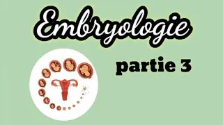 Miniature : embryologie (partie 3) : détermination du sexe gonadique