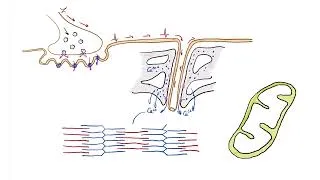 Miniature : La synapse neuromusculaire