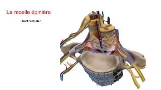 Miniature : Le système nerveux