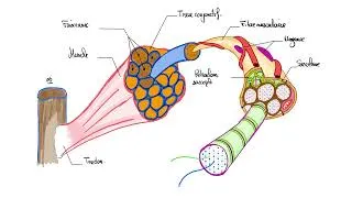 Miniature : La structure histologique et moléculaire du musculaire strié squelettique