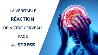 Miniature : La véritable réaction de notre cerveau face au stress