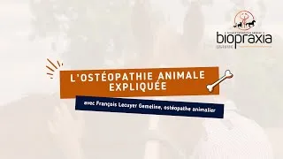 Miniature : L'ostéopathie animale expliquée