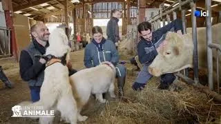 Miniature : FR3 En terre animale - Devenir ostéopathe animalier, la formation à Biopraxia
