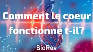 Miniature : Comment le coeur fonctionne t-il?