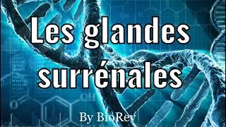 Miniature : La physiologie des glandes surrénales
