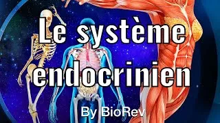 Miniature : Physiologie animale: le système endocrinien (glande, hormone, hypothalamus et hypophyse)