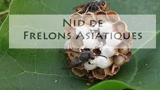 Miniature : Nid de Frelons Asiatiques et attaque de fourmis
