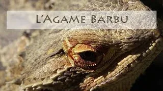 Miniature : L' Agame Barbu