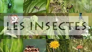 Miniature : Les Insectes