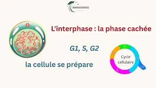 Miniature : L'Interphase Expliquée Simplement : G1, S, G2 et Phase G0 | Cycle Cellulaire (SVT/Biologie L1)