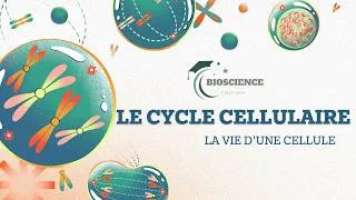 Miniature : Le Cycle Cellulaire Expliqué Simplement | Vue d'Ensemble (Interphase + Mitose)