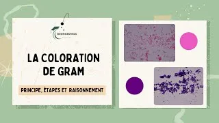 Miniature : Coloration de Gram : principe, étapes, interprétation & erreurs fréquentes | Microbiologie pratique