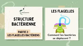 Miniature : Structure bactérienne Pt.2 : Flagelle bactérien, Structure, mouvement & rôle médical | Microbiologie