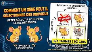 Miniature : Monohybridisme(Part.3): Comment un gène peut sélectionner des individus ?