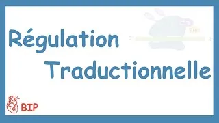Miniature : La Régulation Traductionnelle Et Post Traductionnelle Des Gènes + Quiz Génétique