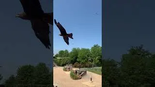 Miniature : Zoo de Beauval #2