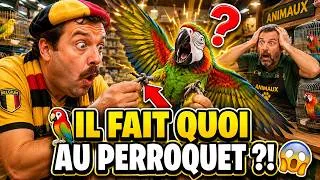Miniature : 😂🦜 Un Belge veut tester un perroquet bilingue… Mauvaise idée ! 🤯 Blague du Jour