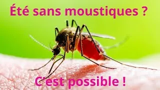 Miniature : Comment éviter les moustiques l’été ? Astuces simples et efficaces ! 🦟☀️