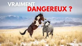 Miniature : Les chevaux en groupe sont-ils vraiment dangereux ?