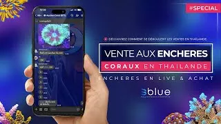Miniature : Une vente aux enchères de coraux en Thailande ! - Blue Special