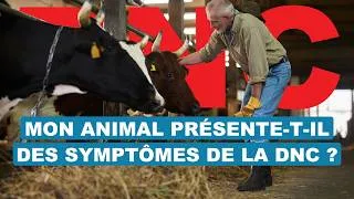 Miniature : La dermatose nodulaire contagieuse (DNC) : quels sont les symptômes ? 🐄