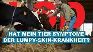 Miniature : Welches sind die Symptome der Lumpy-Skin-Krankheit (LSD)? 🐄