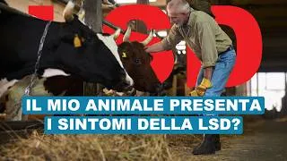 Miniature : Dermatite nodulare contagiosa (LSD): quali sono i sintomi? 🐄