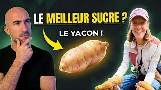 Miniature : YACON : les secrets de la MEILLEURE alternative au sucre