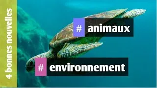 Miniature : 4 bonnes nouvelles #24 : art, animaux, solidarité, environnement.