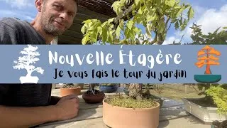 Miniature : Un  Bonsaï Tour de La Collection ça vous tente 🌳